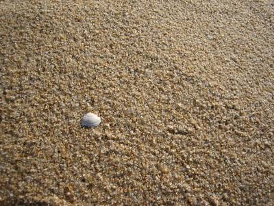 A small white shell resting on coarse beach sand